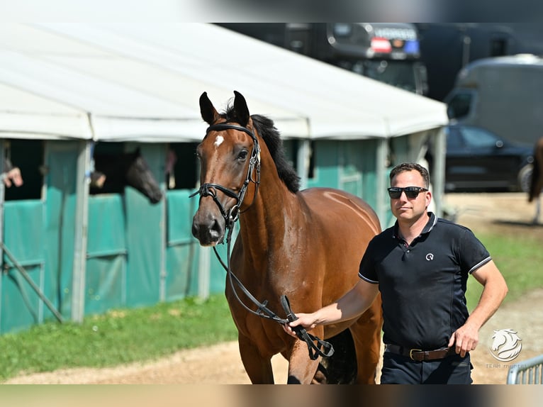 Oldenburger Springpaard Merrie 10 Jaar 172 cm Bruin in Marienhausen