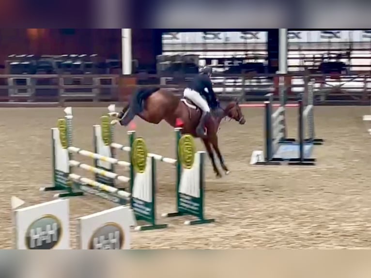 Oldenburger Springpaard Merrie 10 Jaar 172 cm Donkerbruin in Forville