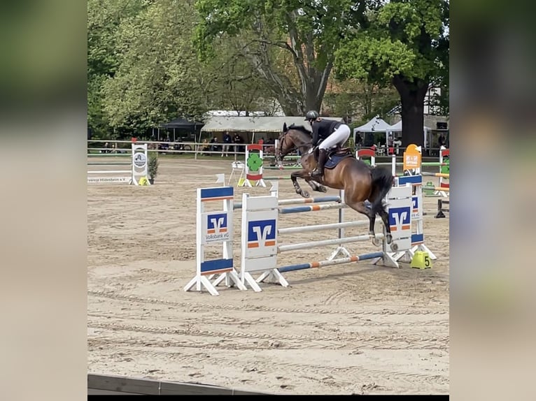 Oldenburger Springpaard Merrie 10 Jaar 174 cm Bruin in Uetze