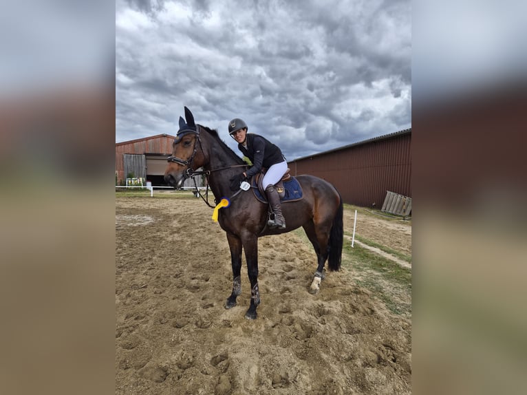 Oldenburger Springpaard Merrie 10 Jaar 174 cm Bruin in Uetze