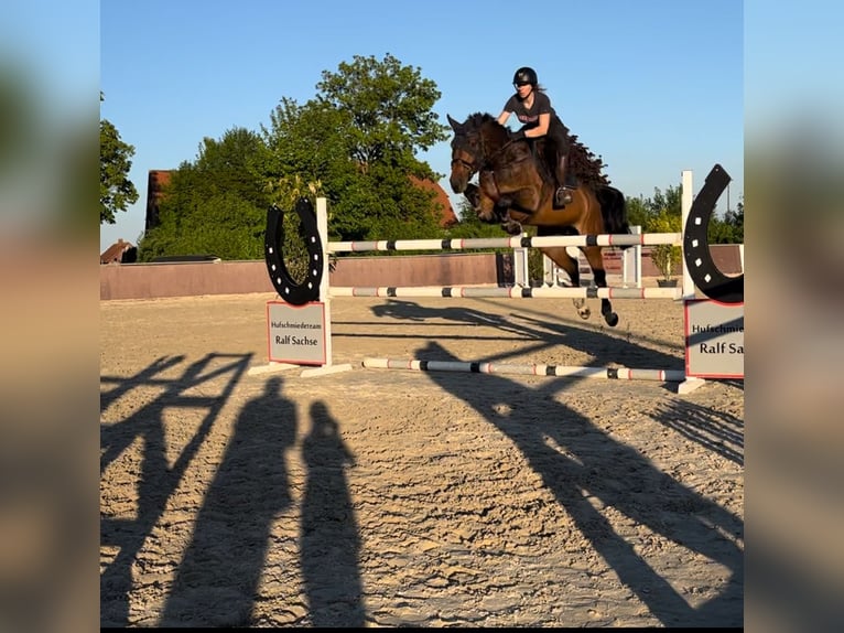 Oldenburger Springpaard Merrie 10 Jaar 174 cm Bruin in Uetze