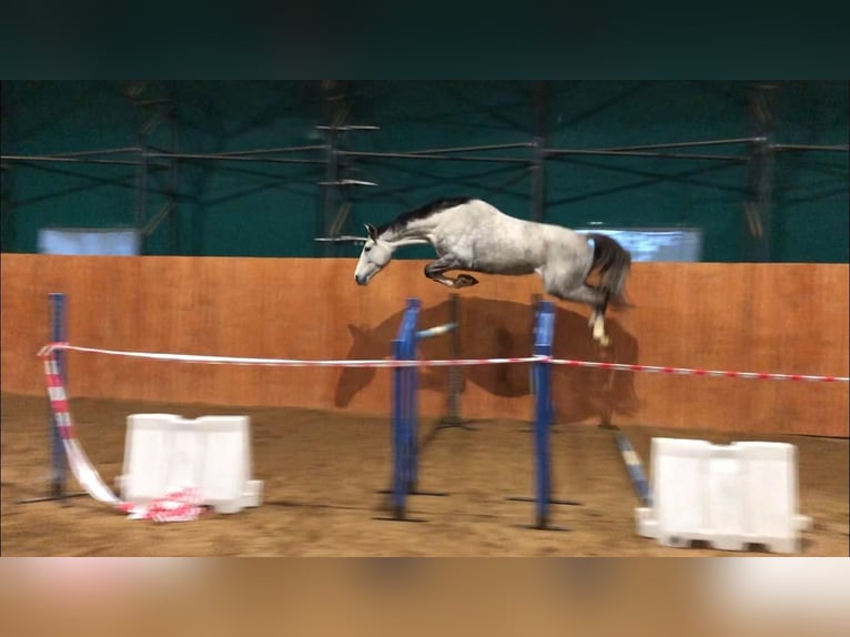 Oldenburger Springpaard Merrie 10 Jaar 175 cm Schimmel in Weinfelden