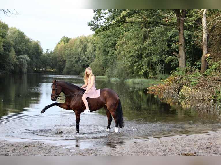 Oldenburger Springpaard Merrie 10 Jaar Bruin in Heldrungen