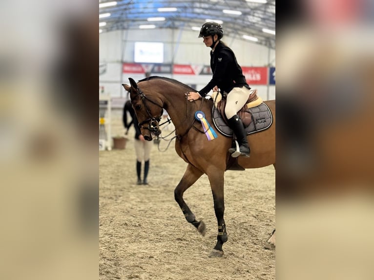 Oldenburger Springpaard Merrie 10 Jaar Roodbruin in Budapest