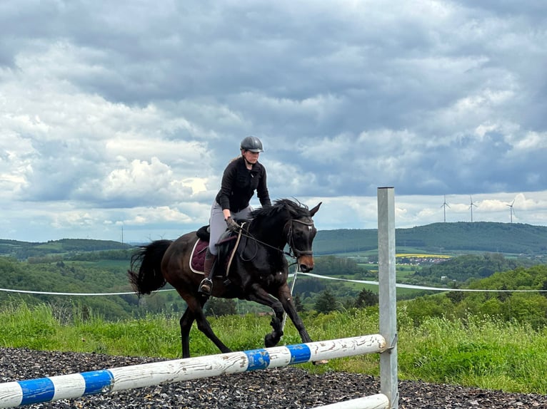 Oldenburger Springpaard Merrie 11 Jaar 160 cm Donkerbruin in Potzbach