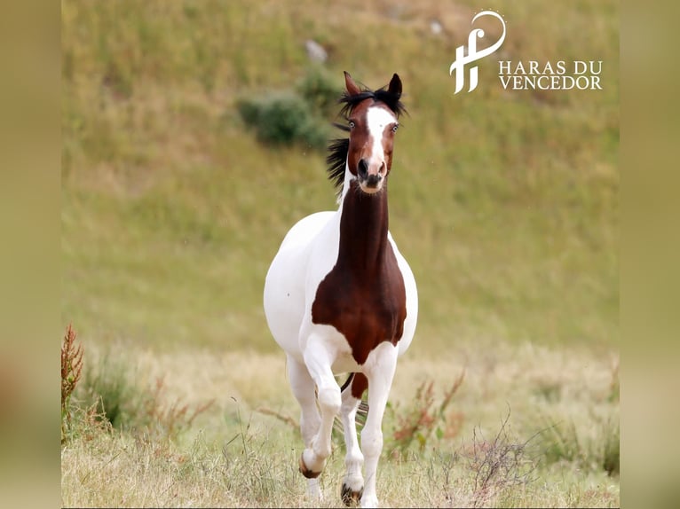 Oldenburger Springpaard Merrie 11 Jaar 162 cm Tobiano-alle-kleuren in Marly-sous-Issy