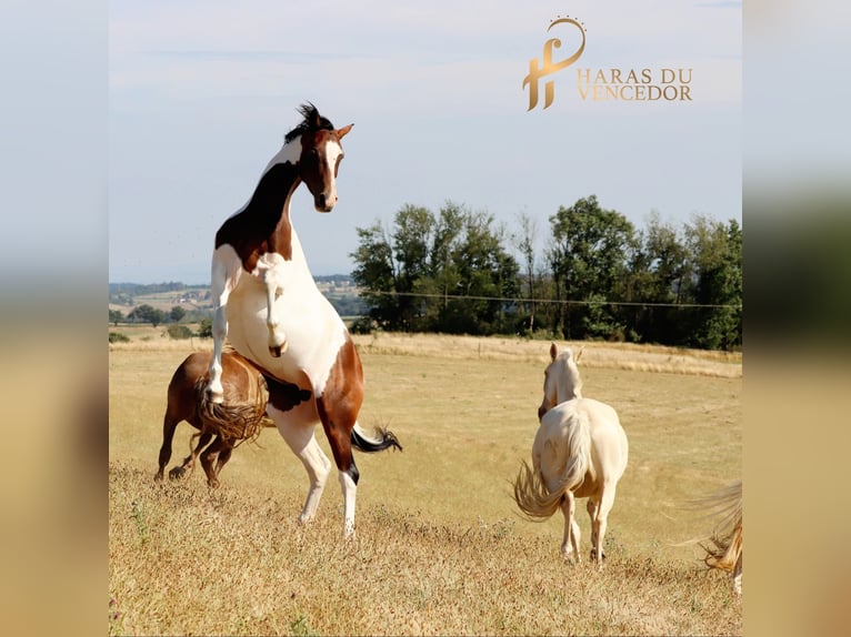 Oldenburger Springpaard Merrie 11 Jaar 162 cm Tobiano-alle-kleuren in Marly-sous-Issy