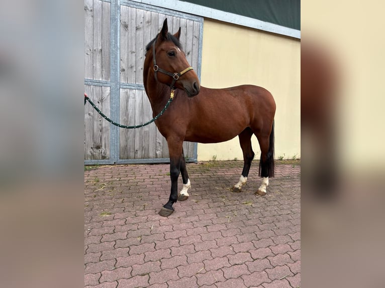Oldenburger Springpaard Merrie 11 Jaar 163 cm Bruin in Walzbachtal