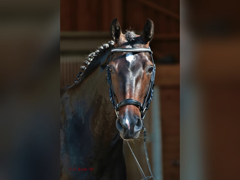 Oldenburger Springpaard Merrie 11 Jaar 163 cm Zwartbruin in Biblis