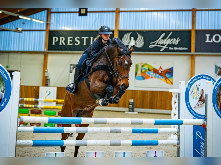 Oldenburger Springpaard Merrie 11 Jaar 165 cm Bruin in Schlo&#xDF; Holte-Stukenbrock