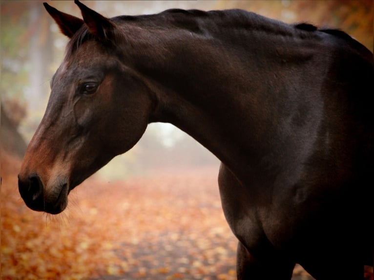 Oldenburger Springpaard Merrie 11 Jaar 165 cm Donkere-vos in Trappenkamp
