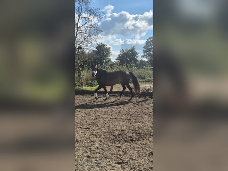 Oldenburger Springpaard Merrie 11 Jaar 165 cm Donkere-vos in Trappenkamp