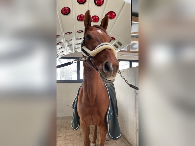 Oldenburger Springpaard Merrie 11 Jaar 165 cm Donkere-vos in Pähl