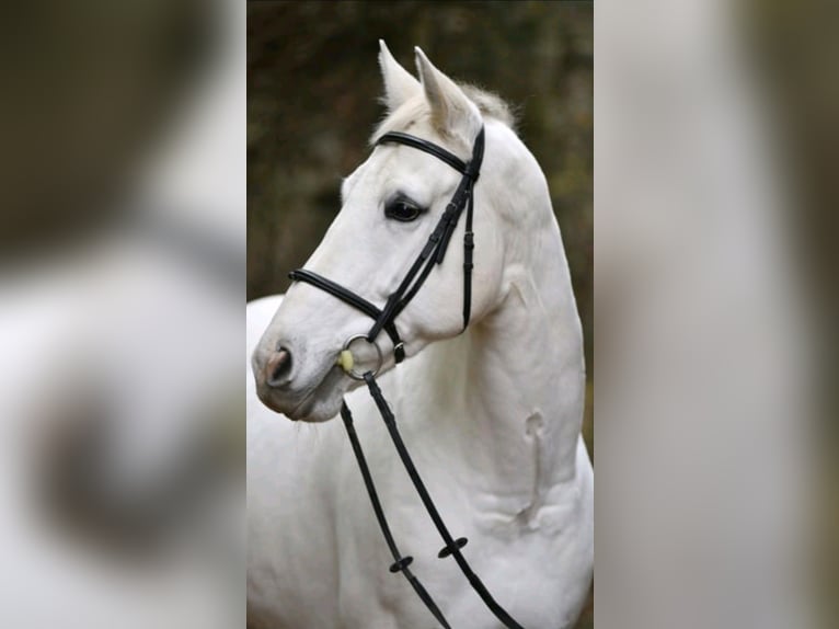 Oldenburger Springpaard Merrie 11 Jaar 165 cm Schimmel in Leutwil