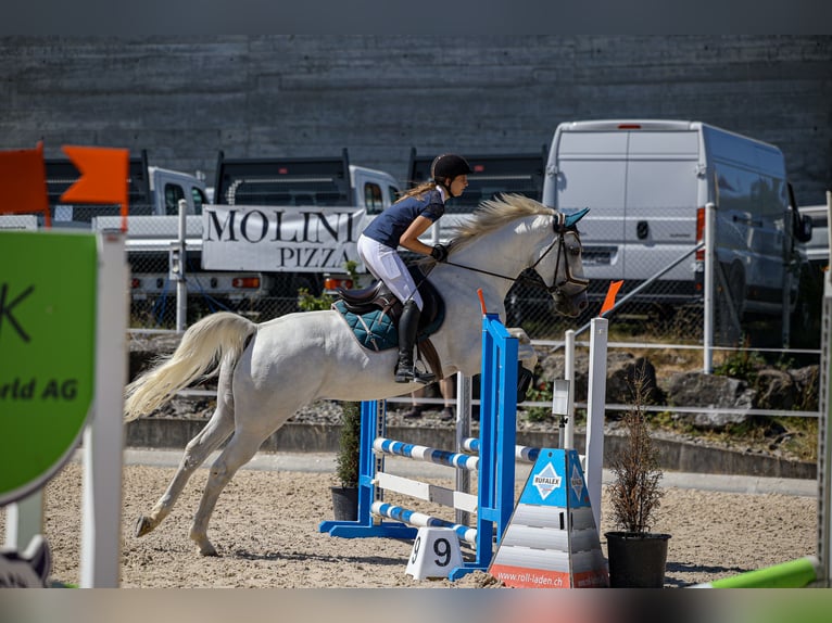 Oldenburger Springpaard Merrie 11 Jaar 165 cm Schimmel in Leutwil