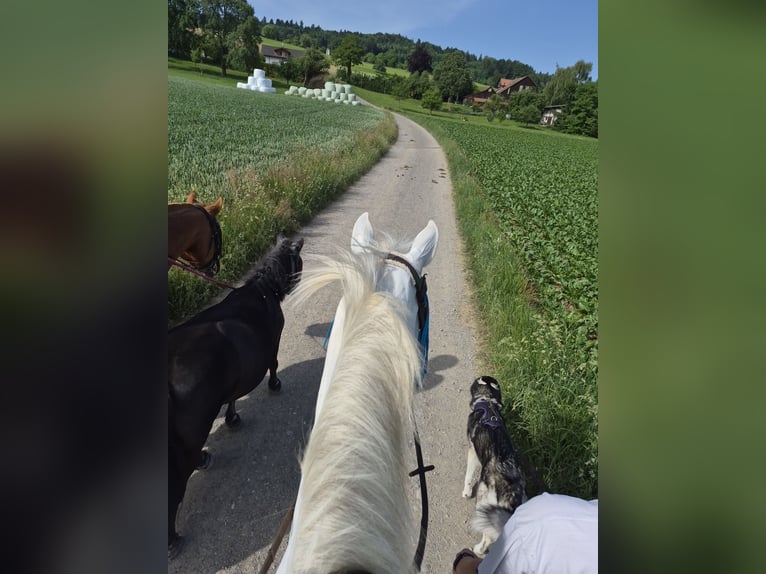 Oldenburger Springpaard Merrie 11 Jaar 165 cm Schimmel in Leutwil