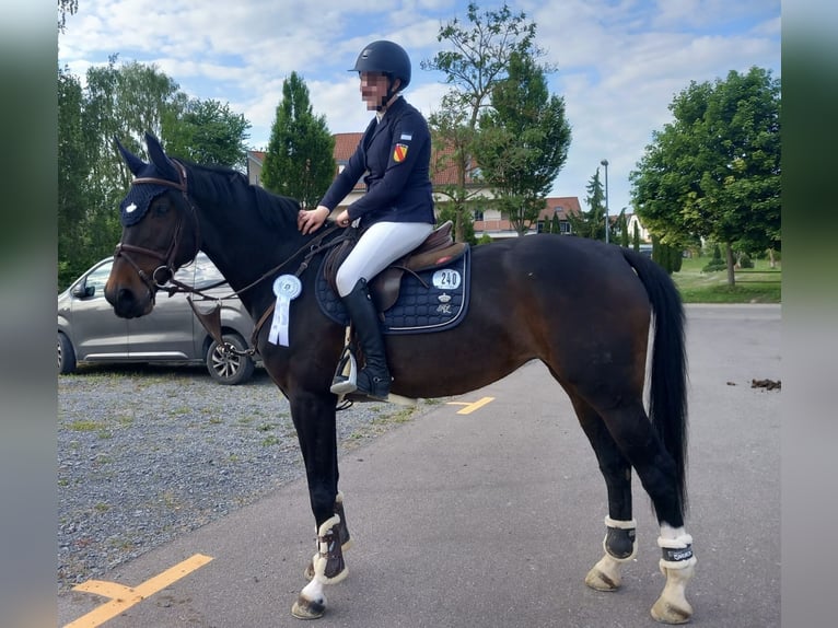 Oldenburger Springpaard Merrie 11 Jaar 165 cm in Billigheim