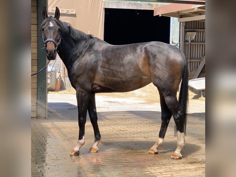 Oldenburger Springpaard Merrie 11 Jaar 165 cm in Billigheim