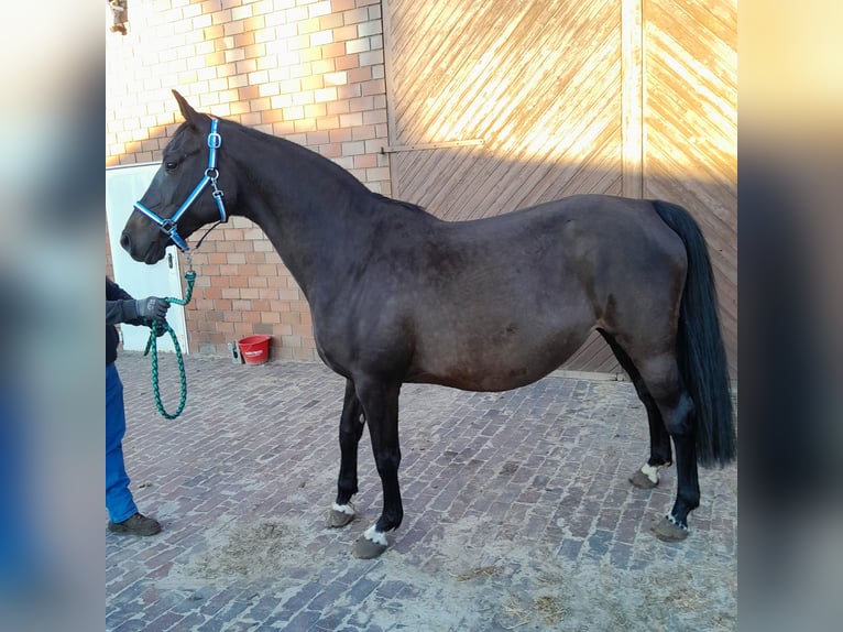 Oldenburger Springpaard Merrie 11 Jaar 167 cm Donkerbruin in Garrel