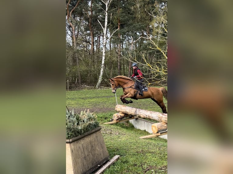 Oldenburger Springpaard Merrie 11 Jaar 167 cm Vos in Vastorf