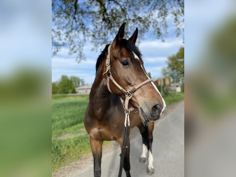Oldenburger Springpaard Merrie 11 Jaar 168 cm Donkerbruin in Essel
