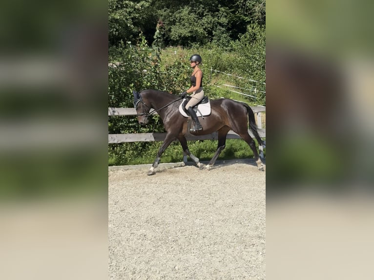 Oldenburger Springpaard Merrie 11 Jaar 168 cm Donkerbruin in Schaufling