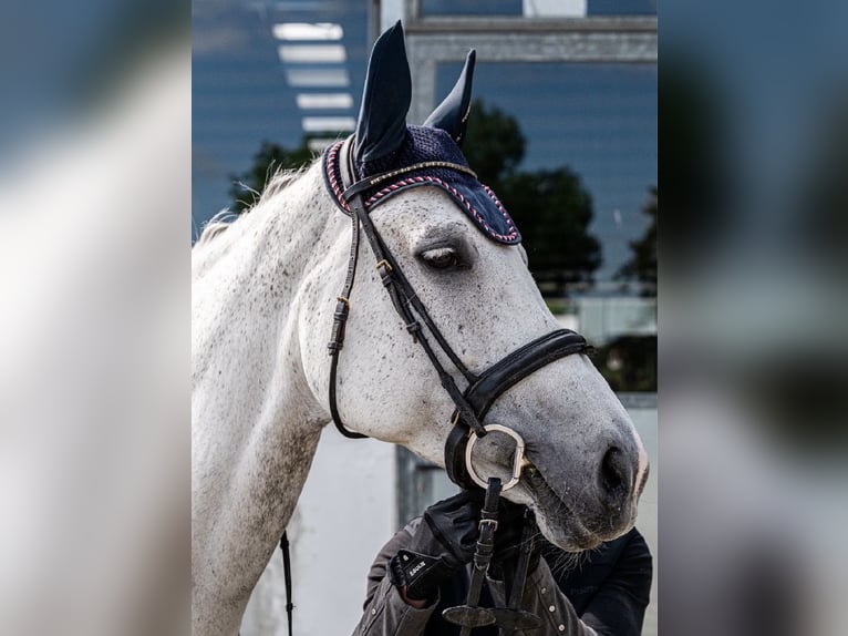 Oldenburger Springpaard Merrie 11 Jaar 173 cm Appelschimmel in Garching bei München