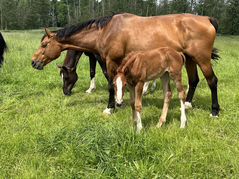 Oldenburger Springpaard Merrie 11 Jaar 174 cm Donkerbruin in Saßen-Trantow