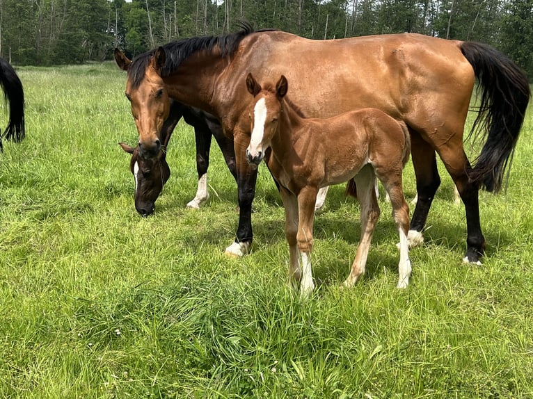 Oldenburger Springpaard Merrie 11 Jaar 174 cm Donkerbruin in Saßen-Trantow