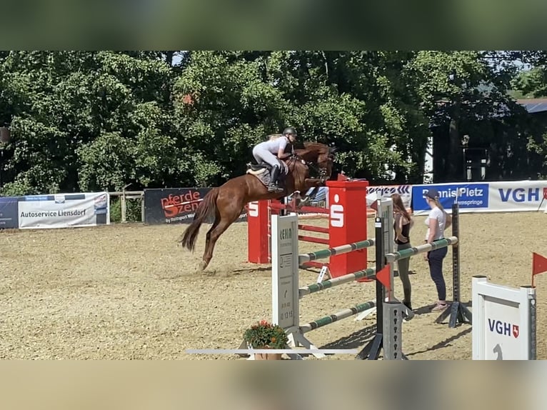 Oldenburger Springpaard Merrie 11 Jaar 174 cm Donkere-vos in Hermannsburg