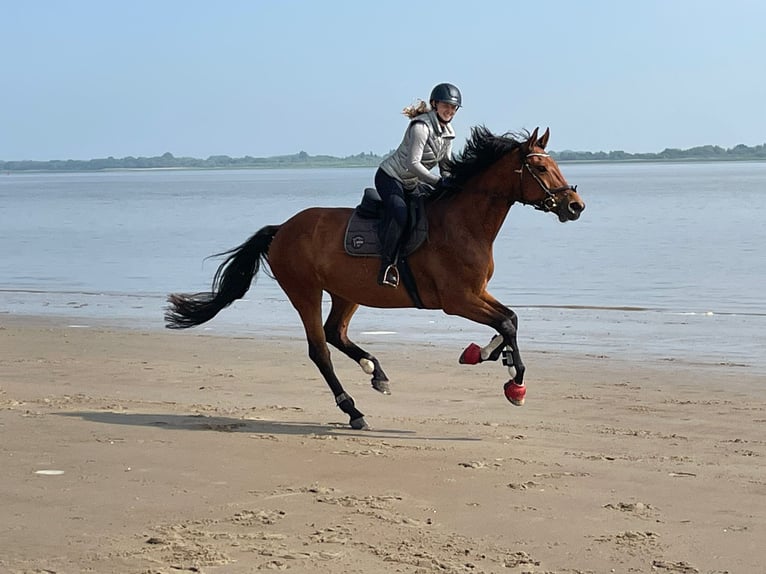 Oldenburger Springpaard Merrie 11 Jaar 177 cm Bruin in Buxtehude
