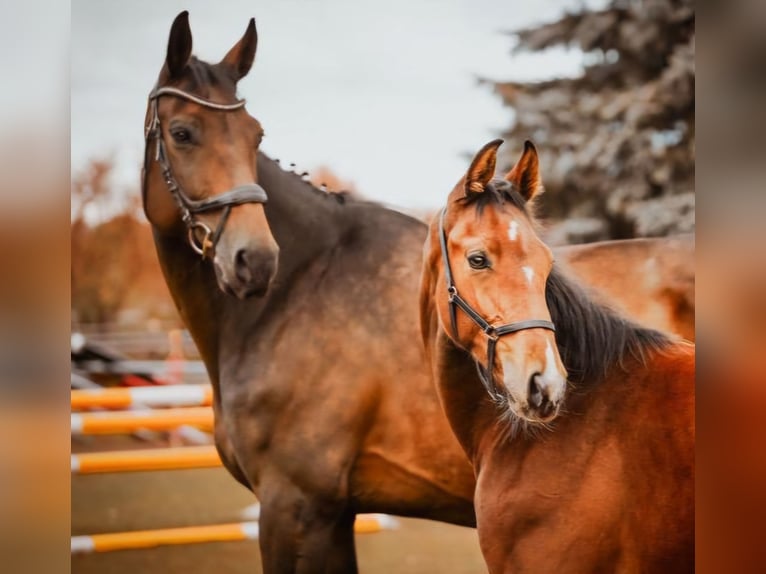 Oldenburger Springpaard Merrie 11 Jaar 178 cm Donkerbruin in Mellenthin