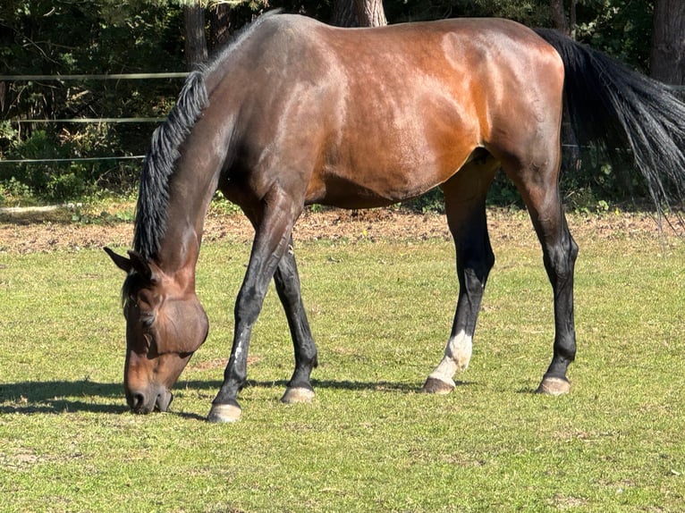 Oldenburger Springpaard Merrie 11 Jaar 178 cm Donkerbruin in Mellenthin