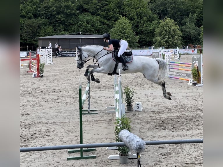 Oldenburger Springpaard Merrie 11 Jaar 178 cm Schimmel in Traben-Trarbach