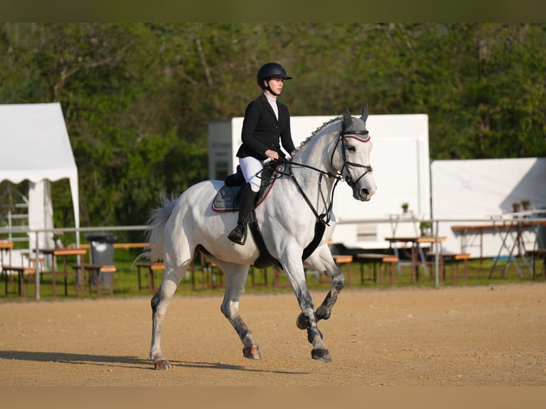 Oldenburger Springpaard Merrie 11 Jaar 178 cm Schimmel in Traben-Trarbach