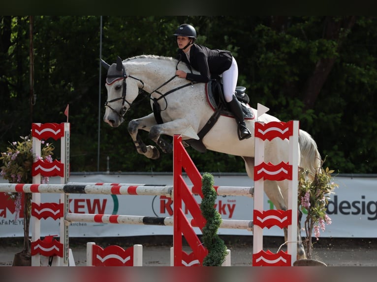 Oldenburger Springpaard Merrie 11 Jaar 178 cm Schimmel in Traben-Trarbach
