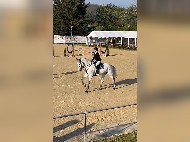 Oldenburger Springpaard Merrie 11 Jaar 178 cm  in Simmenach