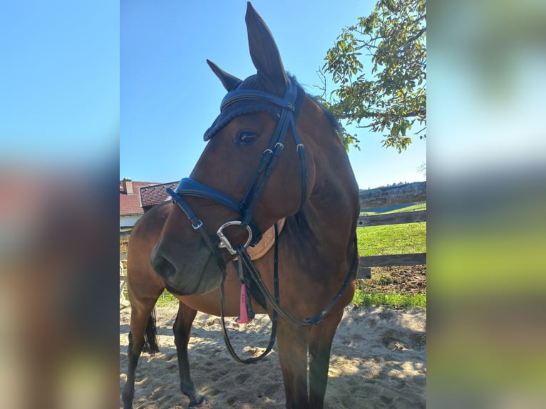 Oldenburger Springpaard Merrie 11 Jaar Bruin in Stainz