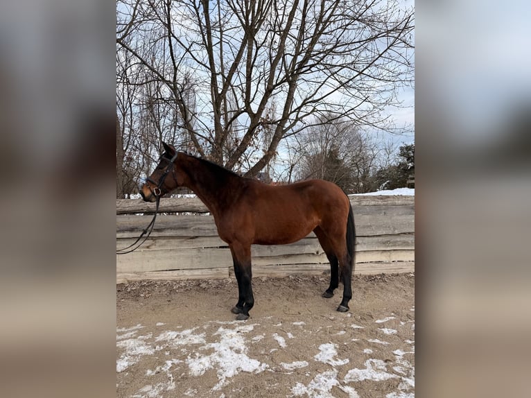 Oldenburger Springpaard Merrie 11 Jaar Bruin in Stainz