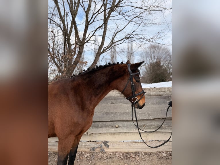 Oldenburger Springpaard Merrie 11 Jaar Bruin in Stainz