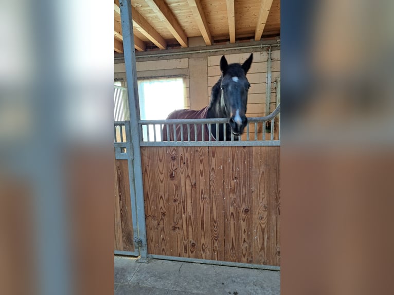 Oldenburger Springpaard Merrie 12 Jaar 163 cm Zwartbruin in Biblis