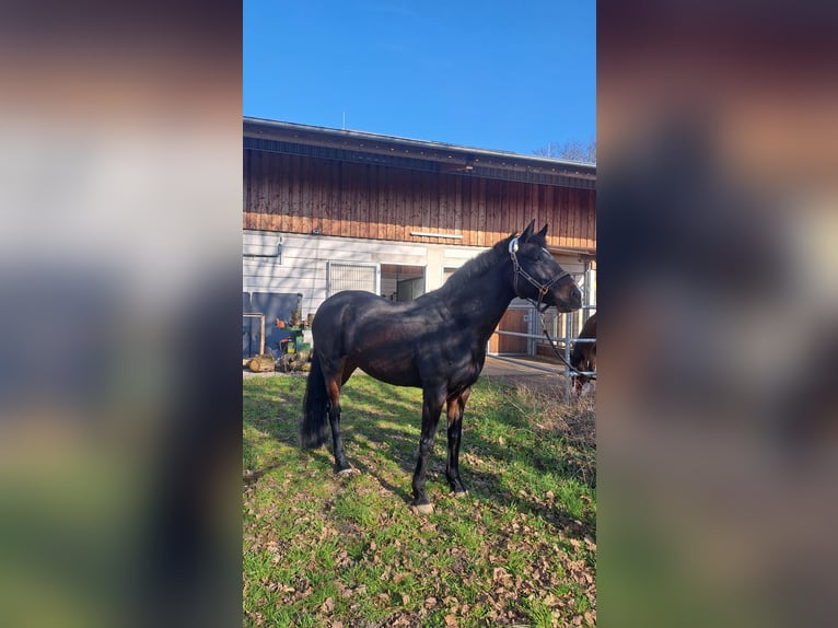 Oldenburger Springpaard Merrie 12 Jaar 163 cm Zwartbruin in Biblis