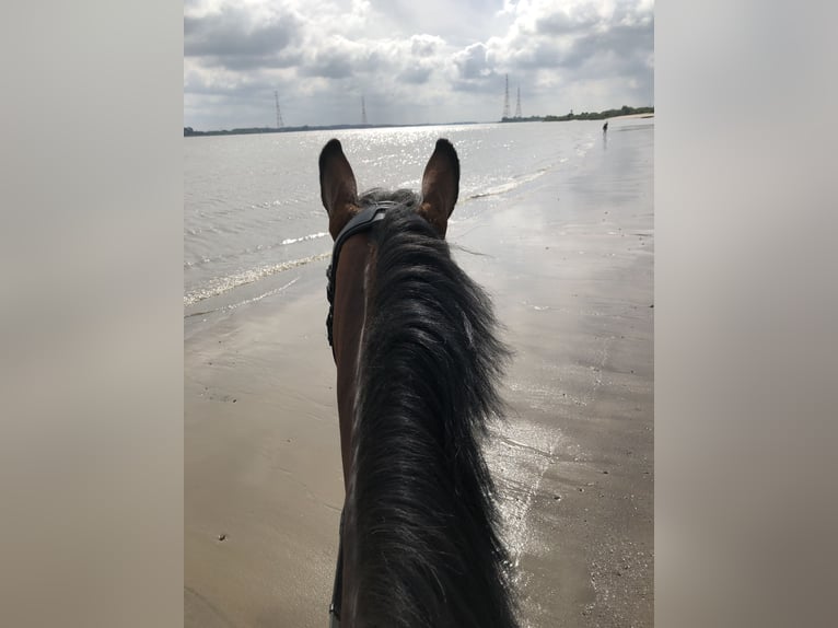 Oldenburger Springpaard Merrie 12 Jaar 164 cm Bruin in Neuenkirchen