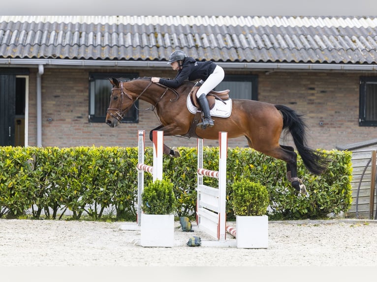 Oldenburger Springpaard Merrie 12 Jaar 164 cm Bruin in Waddinxveen