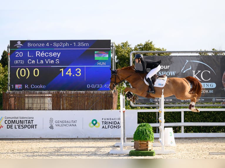 Oldenburger Springpaard Merrie 12 Jaar 164 cm Donkere-vos in Zalaszentgyorgy