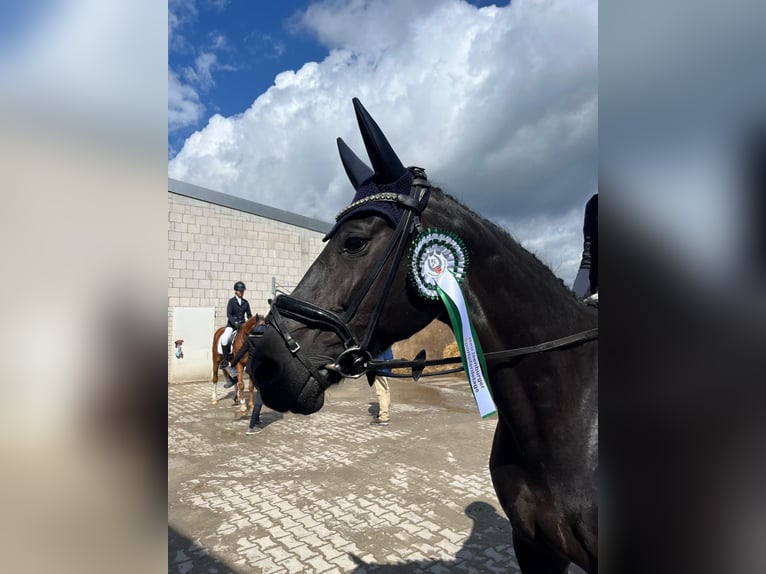 Oldenburger Springpaard Merrie 12 Jaar 164 cm Zwart in Karben