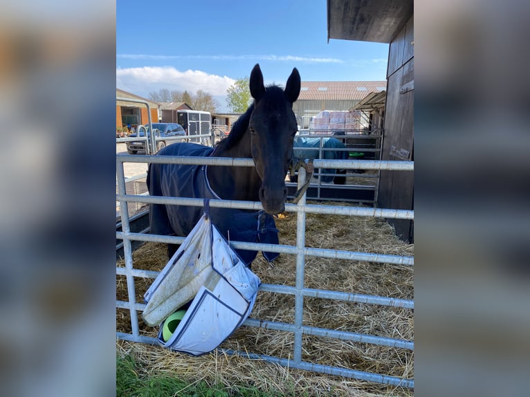 Oldenburger Springpaard Merrie 12 Jaar 164 cm Zwart in Karben