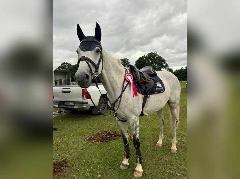 Oldenburger Springpaard Merrie 12 Jaar 165 cm Schimmel in Vreden