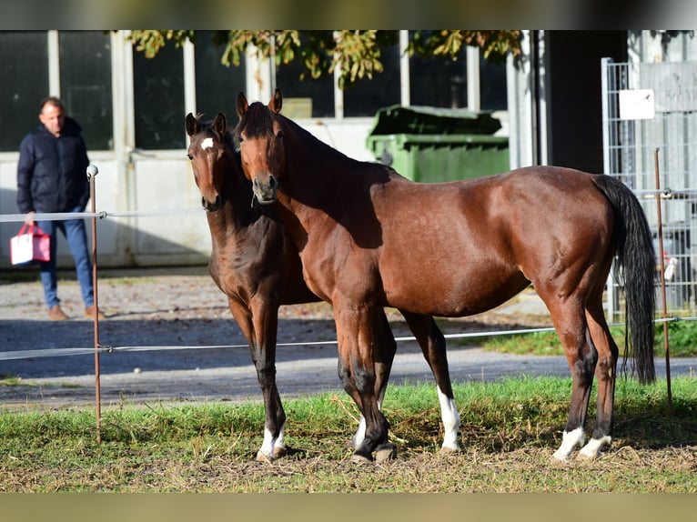 Oldenburger Springpaard Merrie 12 Jaar 168 cm Bruin in Ubstadt-Weiher