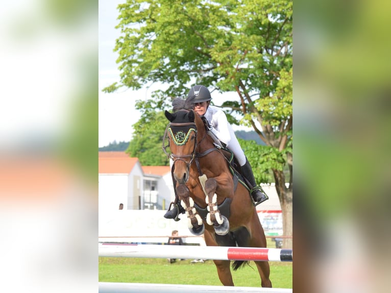 Oldenburger Springpaard Merrie 12 Jaar 168 cm Bruin in Ubstadt-Weiher